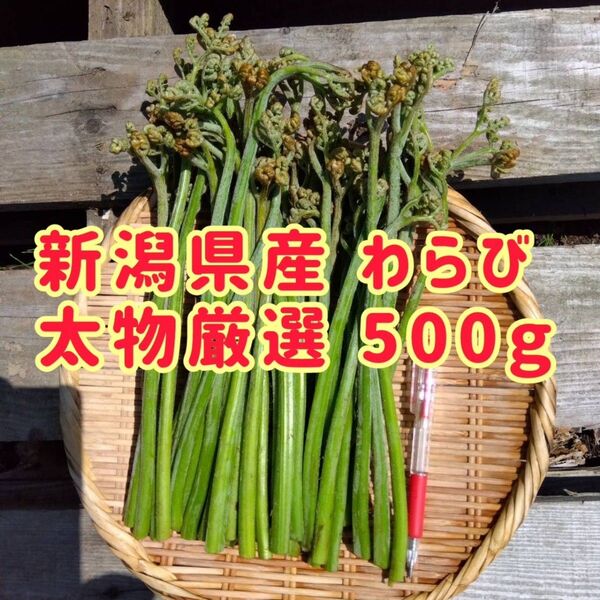 新潟県産わらび 太物厳選500グラム もうすぐ終了です。ご購入はお早めに!
