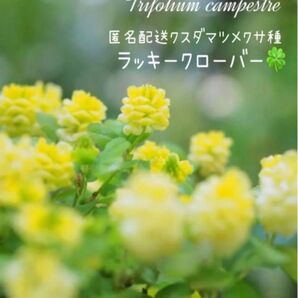 匿名配送☆幸せの黄色いクローバー クスダマツメクサ種 100粒