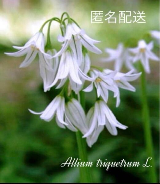 匿名配送 アリウムトリケラム種 50粒以上
