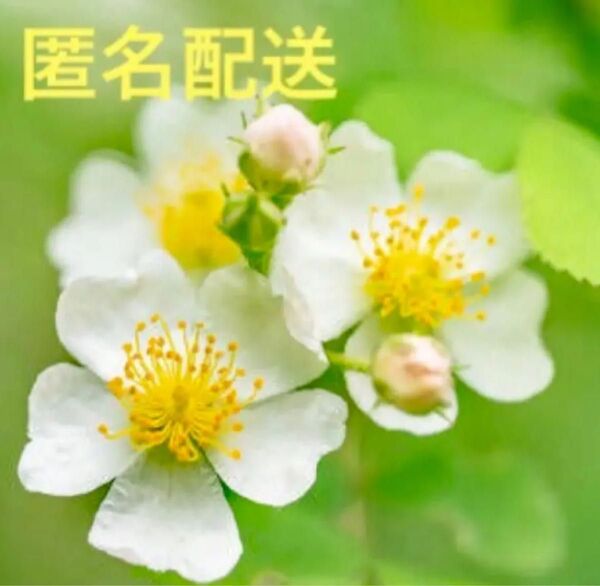 匿名配送 無農薬栽培 ローズヒップ種