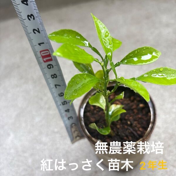 無農薬栽培 紅はっさく 苗木2年生