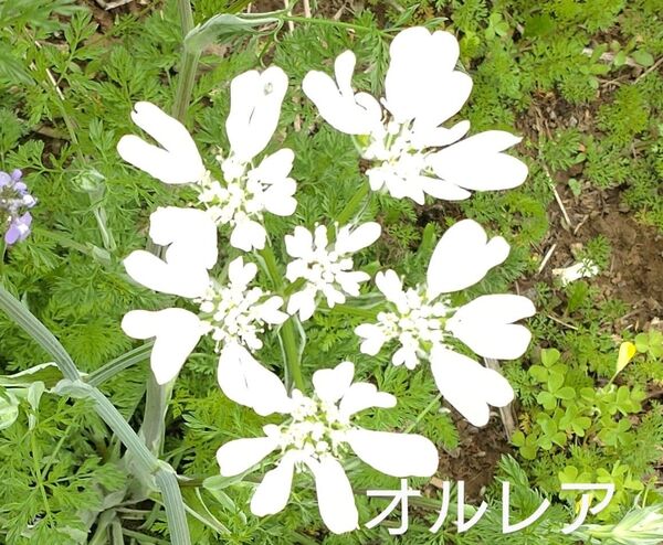 最安値オルレア10苗