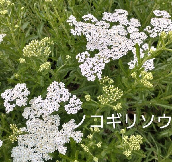 値下ノコギリソウ10苗ネコポス