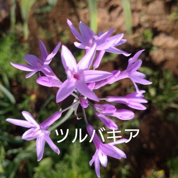 ツルバキア5芽