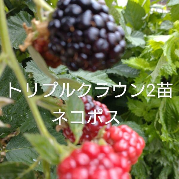 トリプルクラウン2苗ネコポス