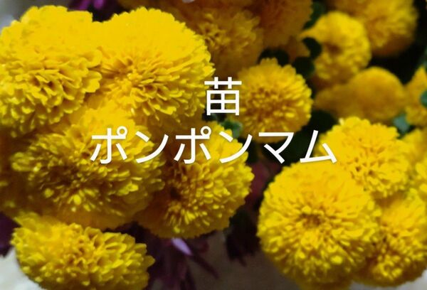 ポンポンマム冬至芽2本
