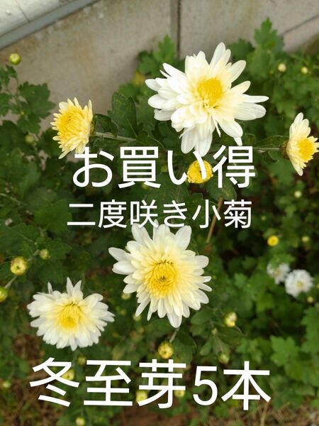 お買い得二度咲き小菊冬至芽5本