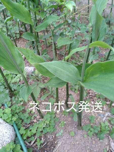 ミョウガ苗10本