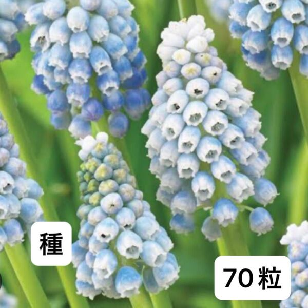 ムスカリ オーシャンマジック 種 70粒