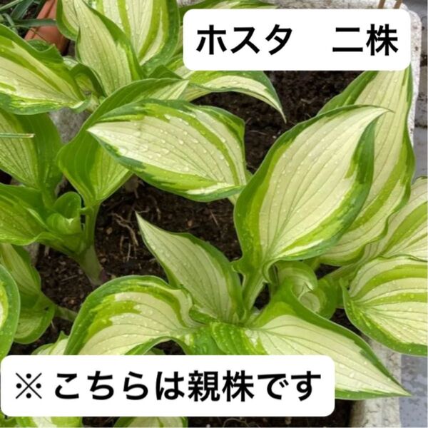 ホスタ ギボウシ 斑入り 二株