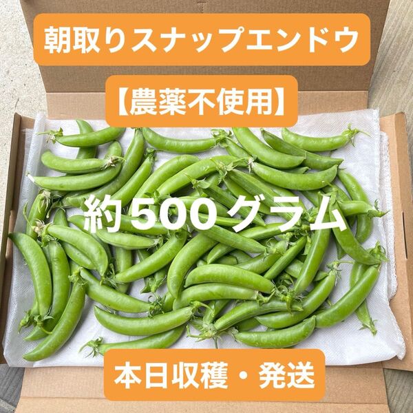朝取りスナップエンドウ 【農薬不使用】 約500グラム 本日収穫・発送 ネコポス