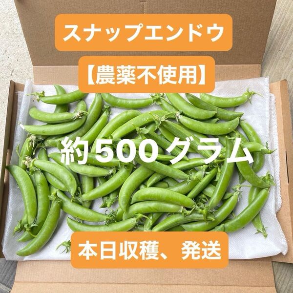 朝取りスナップエンドウ 【農薬不使用】 約500グラム 本日収穫・発送 ネコポス