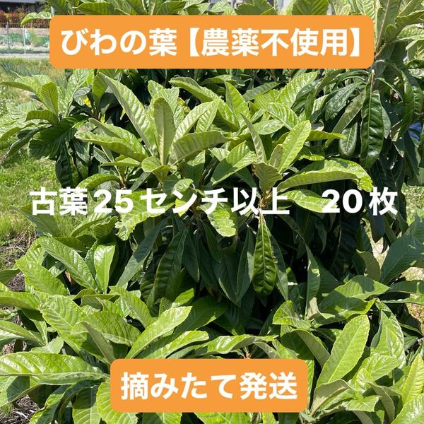 びわの葉【農薬不使用】 古葉 25センチ以上 20枚 ネコポス