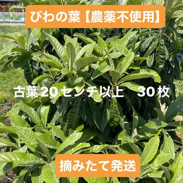 びわの葉【農薬不使用】 古葉 20センチ以上 30枚 ネコポス