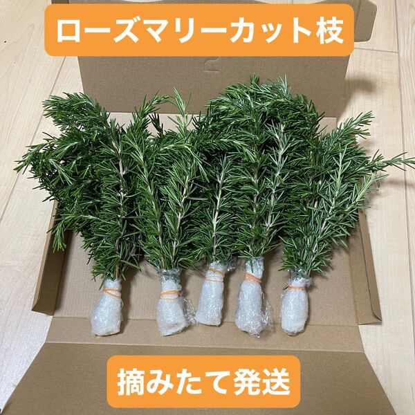 ローズマリー【農薬不使用】 カット枝 30本 ネコポス 摘みたて発送 新鮮