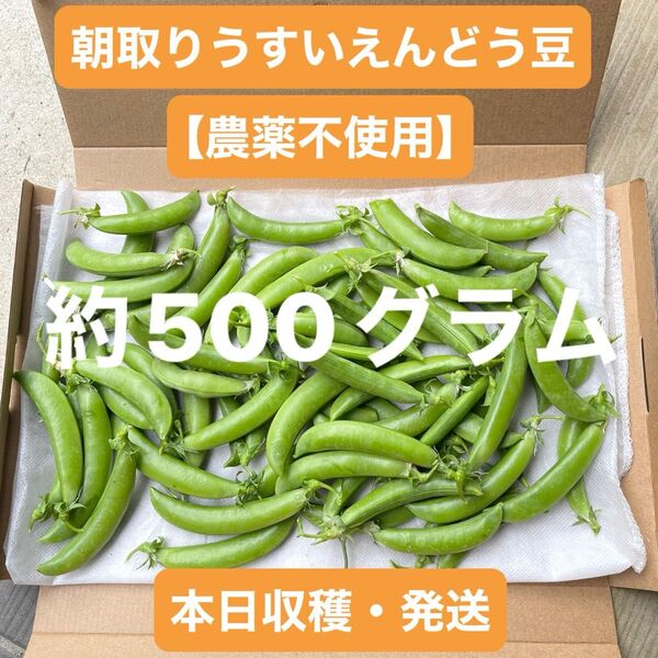 朝取りうすいえんどう豆 【農薬不使用】 約500グラム 本日収穫・発送 ネコポス 新鮮