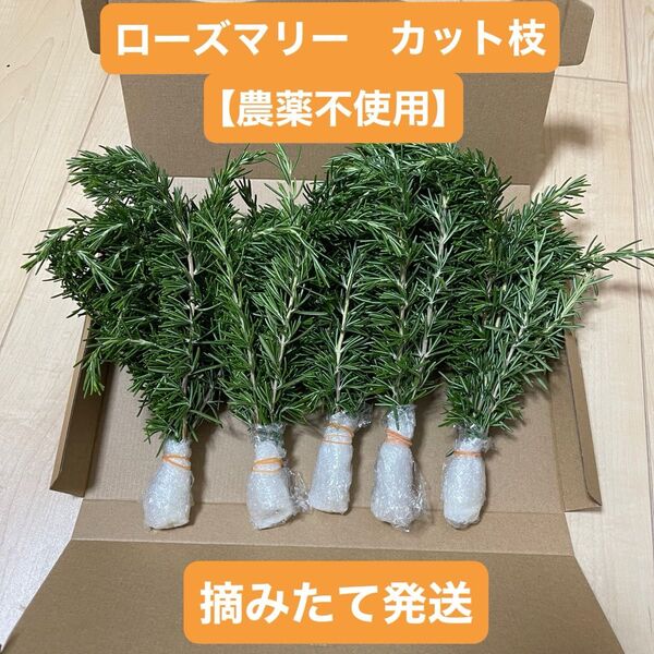 ローズマリー【農薬不使用】 カット枝 30本 ネコポス 摘みたて発送 新鮮