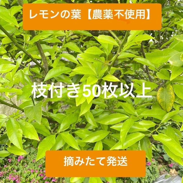 レモンの葉【農薬不使用】 枝付き50枚以上 ネコポス アゲハ蝶 新鮮