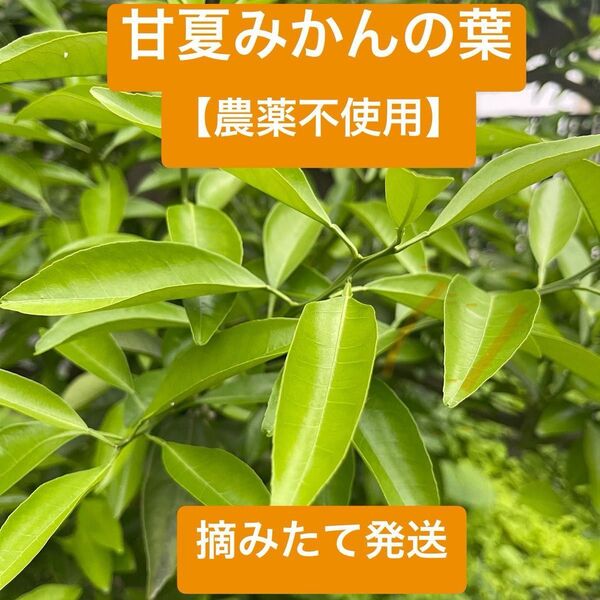 【アゲハ蝶の幼虫の餌】甘夏みかんの葉 枝付き100枚以上 農薬不使用 ネコポス 新鮮
