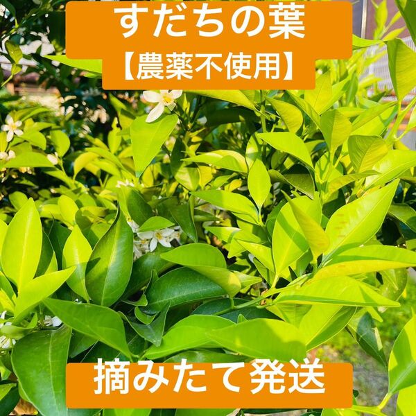 【アゲハ蝶の幼虫の餌】すだちの葉 枝付き100枚以上 農薬不使用 ネコポス
