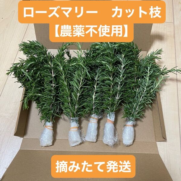 ローズマリー【農薬不使用】 カット枝 30本 ネコポス 摘みたて発送 新鮮