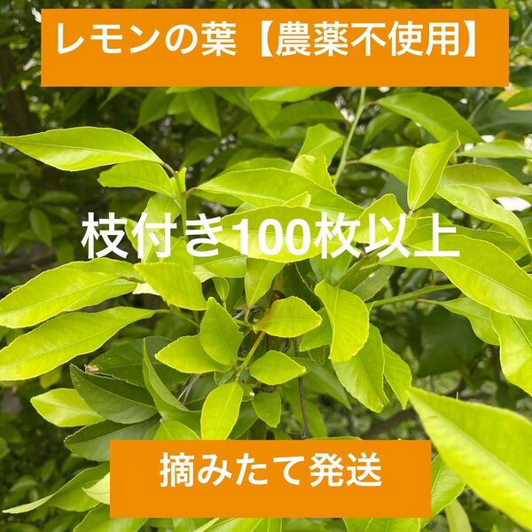 レモンの葉【農薬不使用】 枝付き100枚以上 ネコポス アゲハ蝶 新鮮
