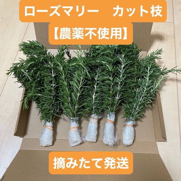 ローズマリー【農薬不使用】 カット枝 30本 ネコポス 摘みたて発送 新鮮