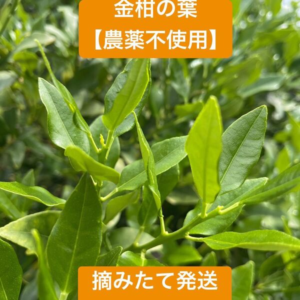 金柑の葉【アゲハ蝶の幼虫の餌】 100枚以上 農薬不使用 ネコポス 新鮮