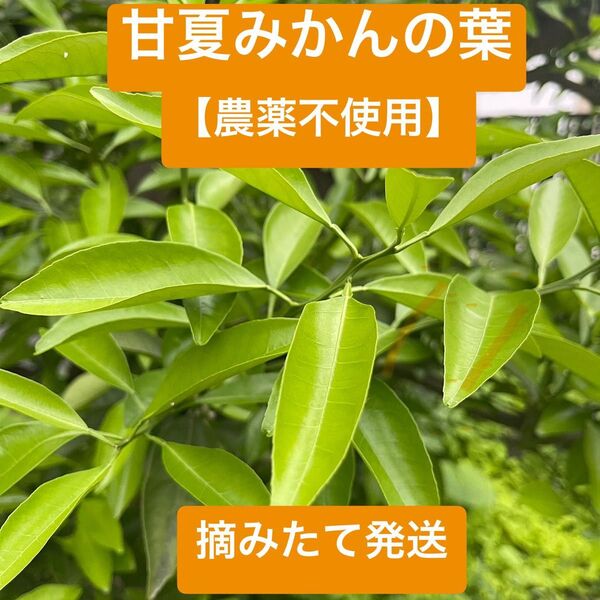 【アゲハ蝶の幼虫の餌】甘夏みかんの葉 枝付き100枚以上 農薬不使用 ネコポス
