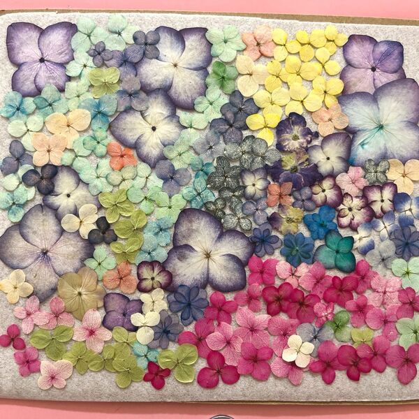 押し花素材 アジサイ アナベル 他