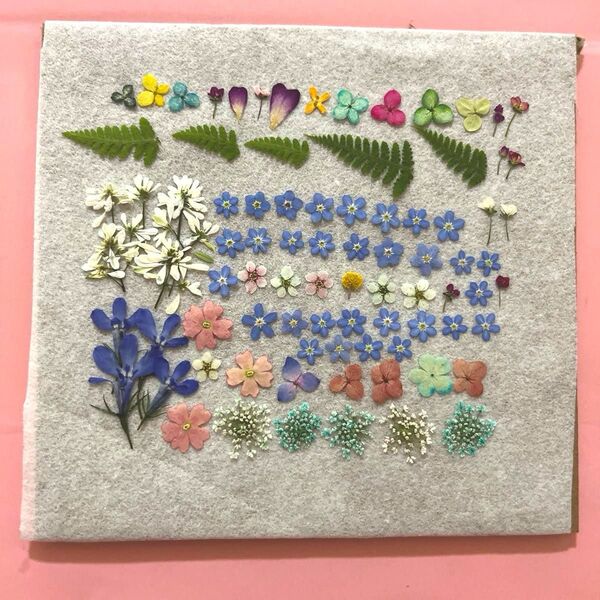 押し花素材 小さめおはな