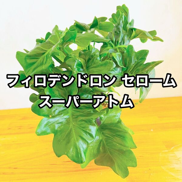 フィロデンドロン セローム スーパーアトム