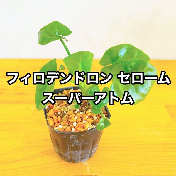 フィロデンドロン セローム スーパーアトム ②