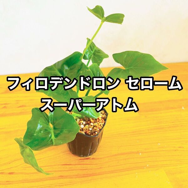 フィロデンドロン セローム スーパーアトム ③