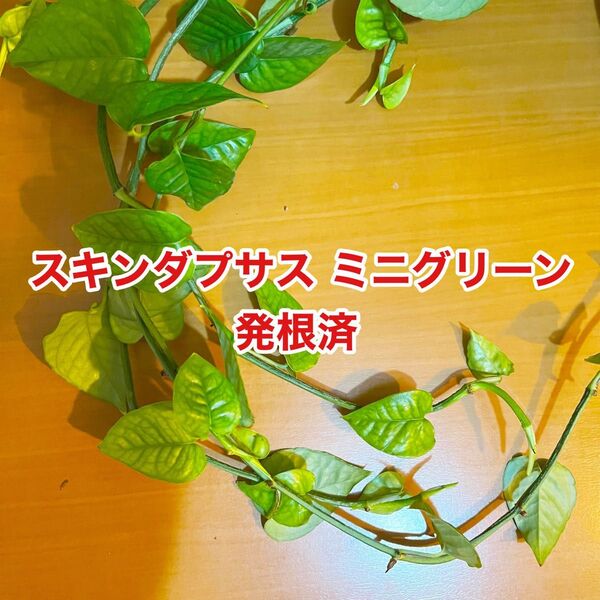 スキンダプサス ミニグリーン カット苗発根済 1本a