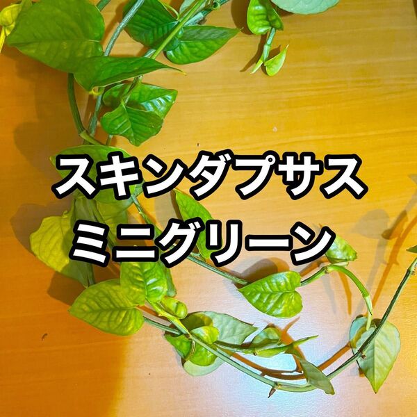 スキンダプサス ミニグリーン カット苗 1本 a