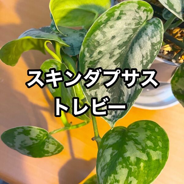 スキンダプサス トレビー カット苗 1本 b