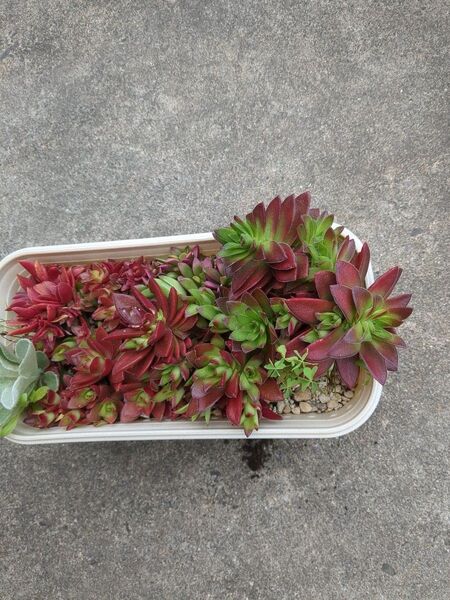 今なら蕾があります多肉植物桜吹雪
