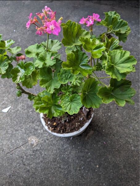 ゼラニウム ピンクの花挿し穂カット苗