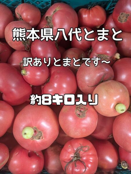 熊本八代とまと トマト 訳あり 約8キロ