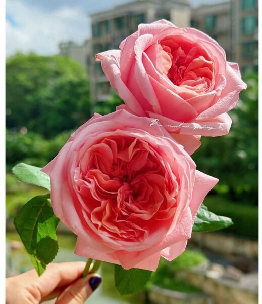 バラ苗 切り花 花持ちとても良い