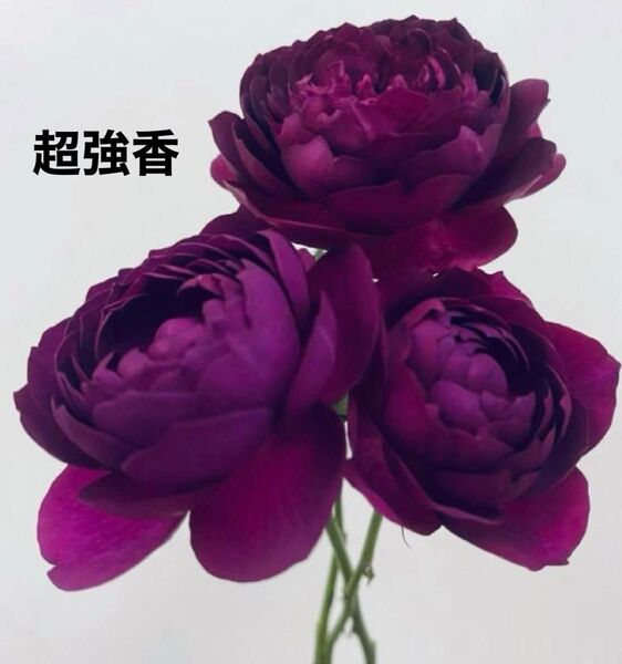 レアバラ苗 黒赤紫 超強香 四季咲き