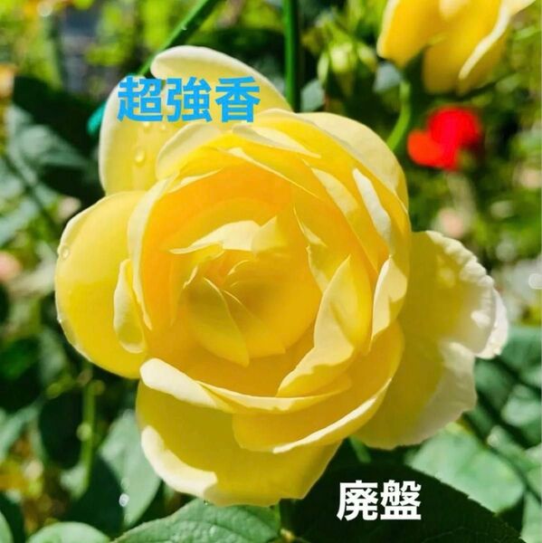 バラ苗 廃盤種 超強香 四季咲き