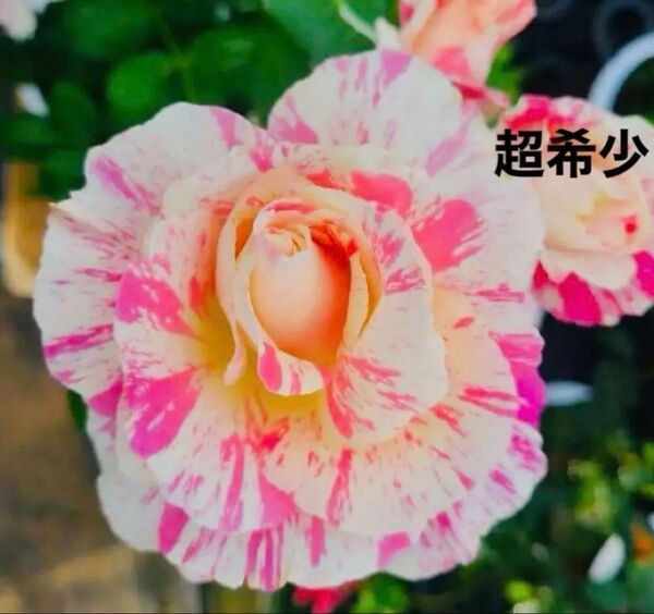 バラ苗 廃盤種 入手困難 大きめ