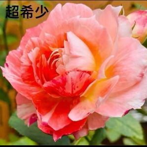 希少切り花 絞り模様 1苗のみ