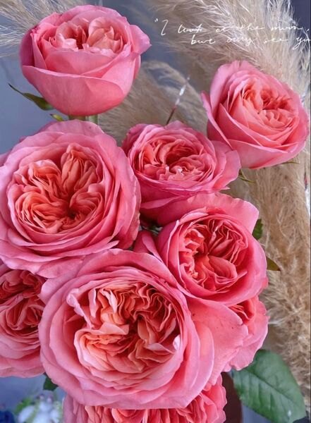 バラ苗 切り花 花持ちとても良い