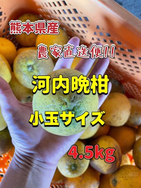 熊本県産 河内晩柑 小玉サイズ