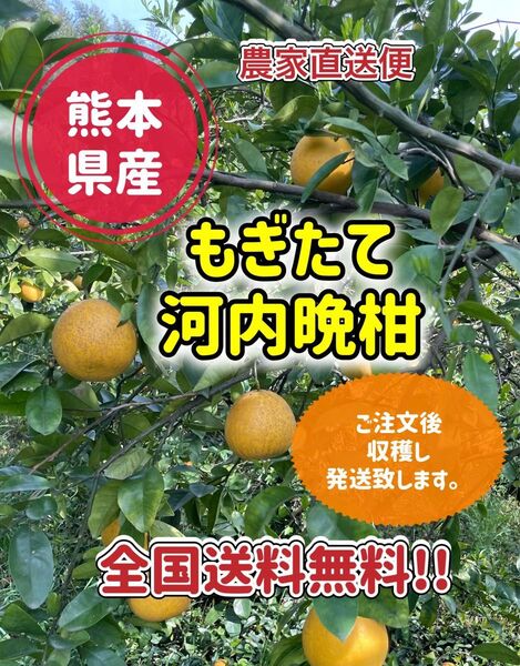 熊本県産 農家直送 河内晩柑 9kg