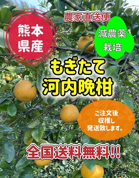 熊本県産 農家直送 河内晩柑 9kg