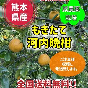 熊本県産 農家直送 河内晩柑 9kg